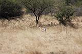 Ethiopia - Netch Sar Park - 67 - Bushbuck